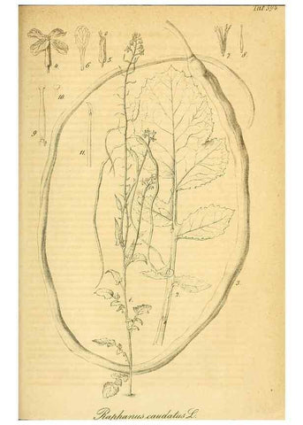 Reproducción/Reproduction 49698505531: Gartenflora.. Erlangen :F. Enke,1852-1940.. 