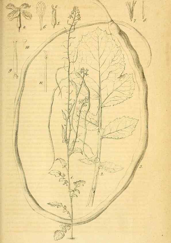 Reproducción/Reproduction 49698505531: Gartenflora.. Erlangen :F. Enke,1852-1940.. 
