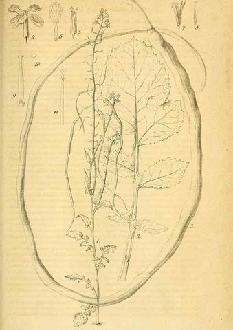 Reproducción/Reproduction 49698505531: Gartenflora.. Erlangen :F. Enke,1852-1940.. 