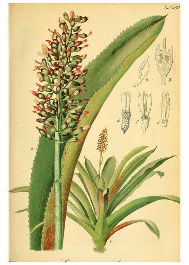 Reproducción/Reproduction 49702464877: Gartenflora.. Erlangen :F. Enke,1852-1940.. 