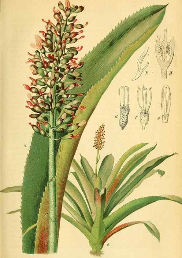 Reproducción/Reproduction 49702464877: Gartenflora.. Erlangen :F. Enke,1852-1940.. 