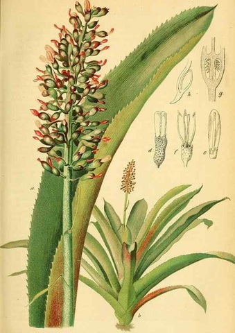 Reproducción/Reproduction 49702464877: Gartenflora.. Erlangen :F. Enke,1852-1940.. 