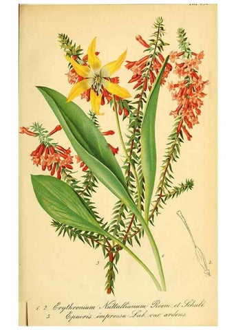 Reproducción/Reproduction 49702465147: Gartenflora.. Erlangen :F. Enke,1852-1940.. 