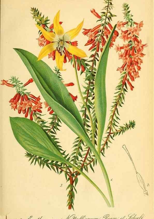 Reproducción/Reproduction 49702465147: Gartenflora.. Erlangen :F. Enke,1852-1940.. 