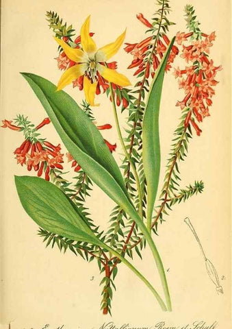 Reproducción/Reproduction 49702465147: Gartenflora.. Erlangen :F. Enke,1852-1940.. 