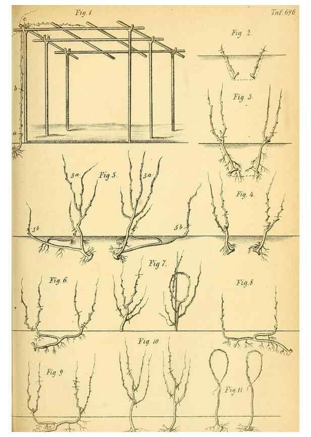 Reproducción/Reproduction 49701618953: Gartenflora.. Erlangen :F. Enke,1852-1940.. 