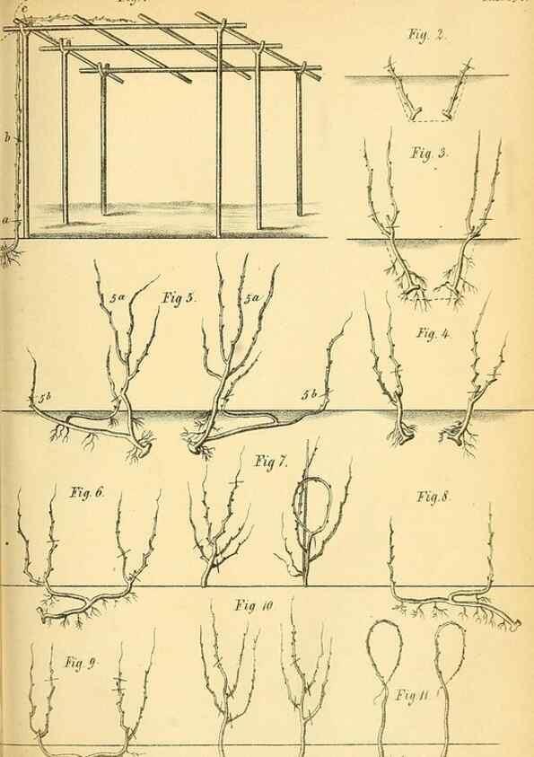 Reproducción/Reproduction 49701618953: Gartenflora.. Erlangen :F. Enke,1852-1940.. 