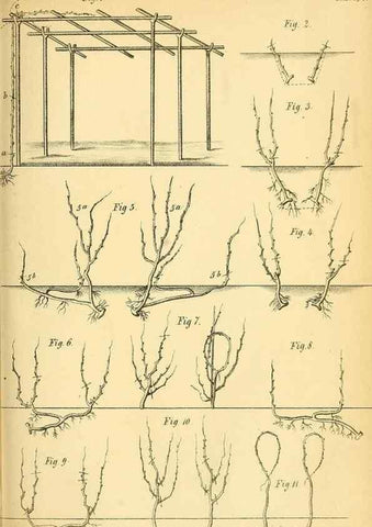 Reproducción/Reproduction 49701618953: Gartenflora.. Erlangen :F. Enke,1852-1940.. 