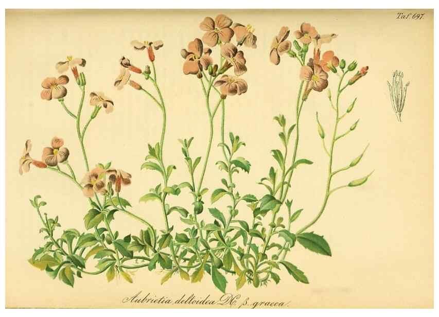 Reproducción/Reproduction 49702148991: Gartenflora.. Erlangen :F. Enke,1852-1940.. 