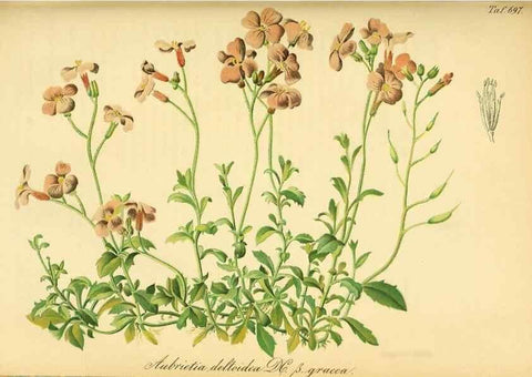 Reproducción/Reproduction 49702148991: Gartenflora.. Erlangen :F. Enke,1852-1940.. 