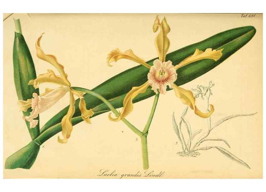 Reproducción/Reproduction 49701619353: Gartenflora.. Erlangen :F. Enke,1852-1940.. 