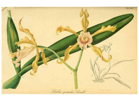 Reproducción/Reproduction 49701619353: Gartenflora.. Erlangen :F. Enke,1852-1940.. 