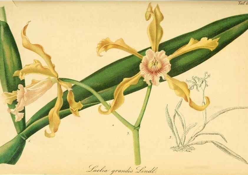 Reproducción/Reproduction 49701619353: Gartenflora.. Erlangen :F. Enke,1852-1940.. 