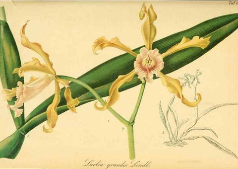 Reproducción/Reproduction 49701619353: Gartenflora.. Erlangen :F. Enke,1852-1940.. 