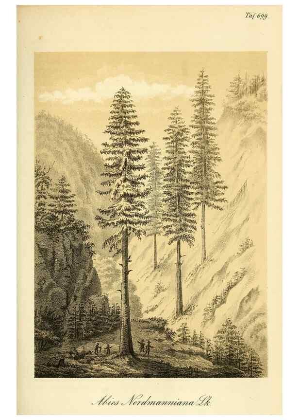 Reproducción/Reproduction 49702149521: Gartenflora.. Erlangen :F. Enke,1852-1940.. 