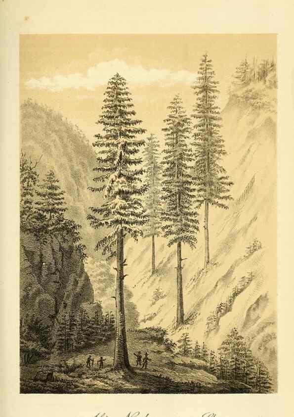 Reproducción/Reproduction 49702149521: Gartenflora.. Erlangen :F. Enke,1852-1940.. 
