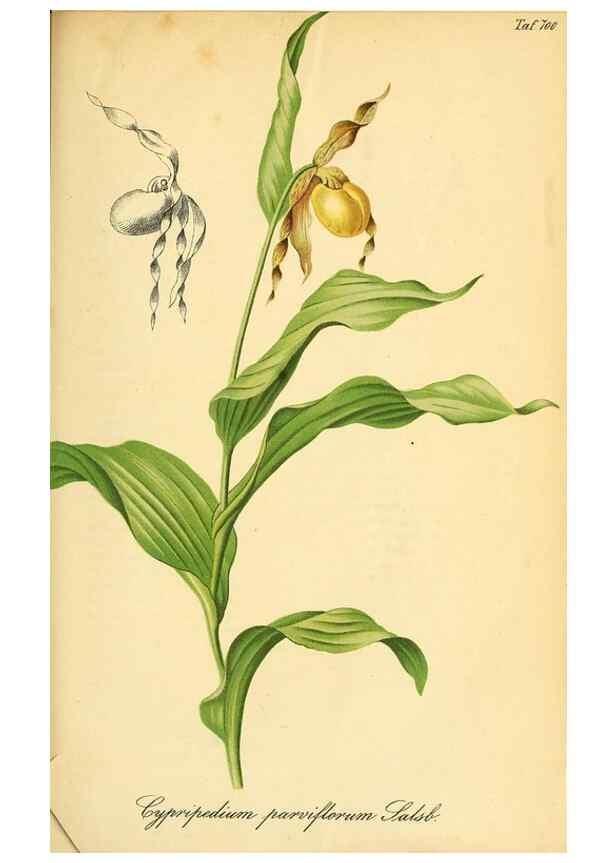 Reproducción/Reproduction 49701619973: Gartenflora.. Erlangen :F. Enke,1852-1940.. 
