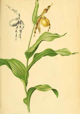 Reproducción/Reproduction 49701619973: Gartenflora.. Erlangen :F. Enke,1852-1940.. 