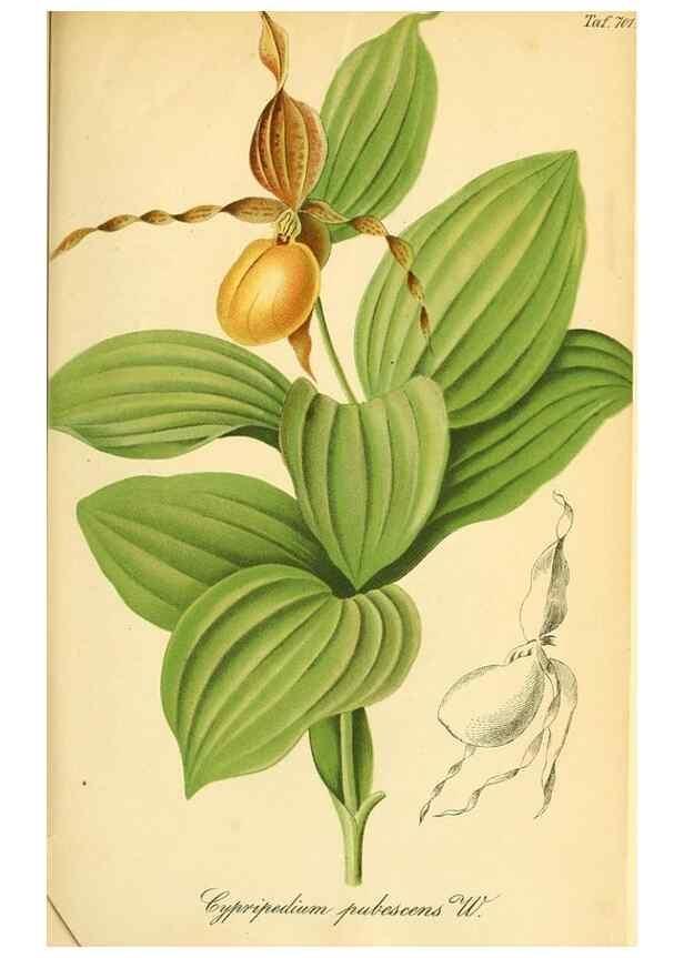 Reproducción/Reproduction 49702149951: Gartenflora.. Erlangen :F. Enke,1852-1940.. 