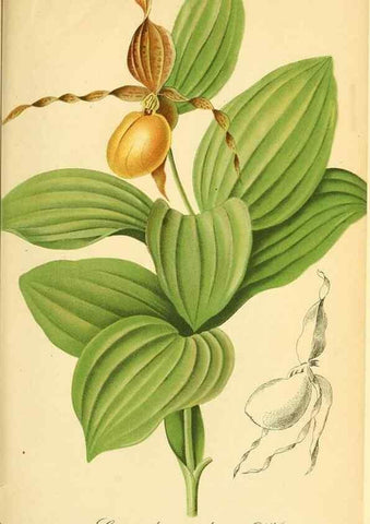 Reproducción/Reproduction 49702149951: Gartenflora.. Erlangen :F. Enke,1852-1940.. 