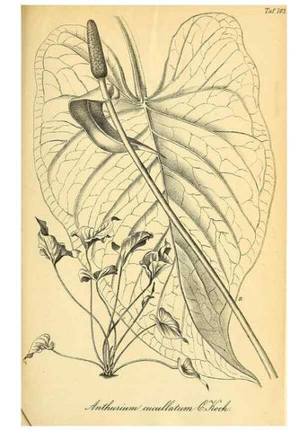 Reproducción/Reproduction 49702466977: Gartenflora.. Erlangen :F. Enke,1852-1940.. 