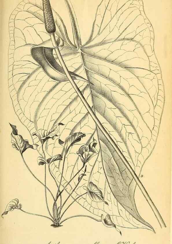 Reproducción/Reproduction 49702466977: Gartenflora.. Erlangen :F. Enke,1852-1940.. 