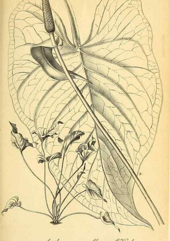 Reproducción/Reproduction 49702466977: Gartenflora.. Erlangen :F. Enke,1852-1940.. 