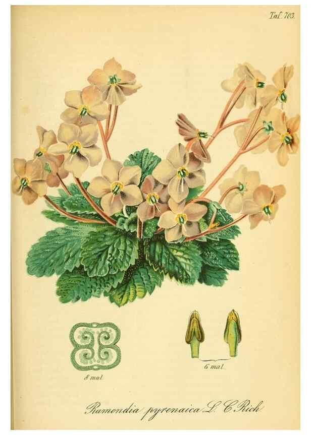 Reproducción/Reproduction 49701620688: Gartenflora.. Erlangen :F. Enke,1852-1940.. 