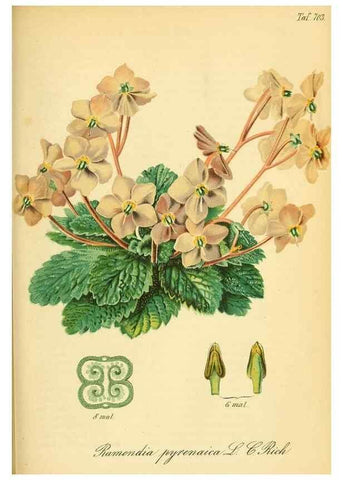 Reproducción/Reproduction 49701620688: Gartenflora.. Erlangen :F. Enke,1852-1940.. 