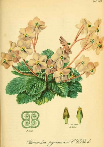 Reproducción/Reproduction 49701620688: Gartenflora.. Erlangen :F. Enke,1852-1940.. 