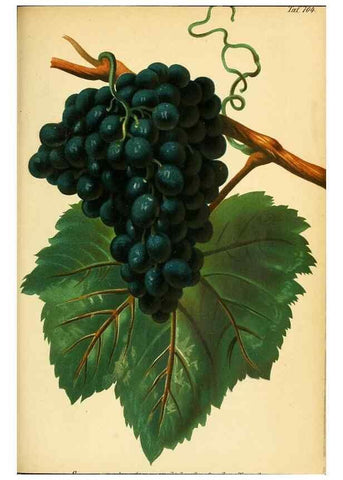 Reproducción/Reproduction 49702467422: Gartenflora.. Erlangen :F. Enke,1852-1940.. 
