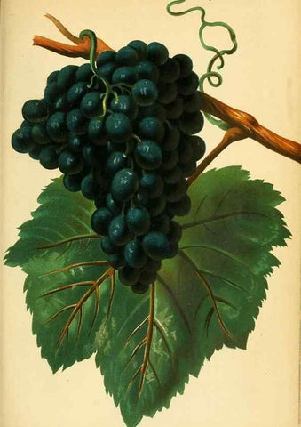 Reproducción/Reproduction 49702467422: Gartenflora.. Erlangen :F. Enke,1852-1940.. 