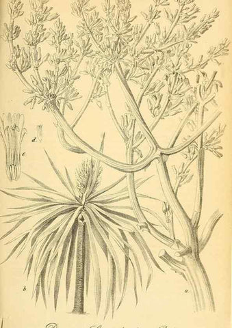 Reproducción/Reproduction 49702150856: Gartenflora.. Erlangen :F. Enke,1852-1940.. 