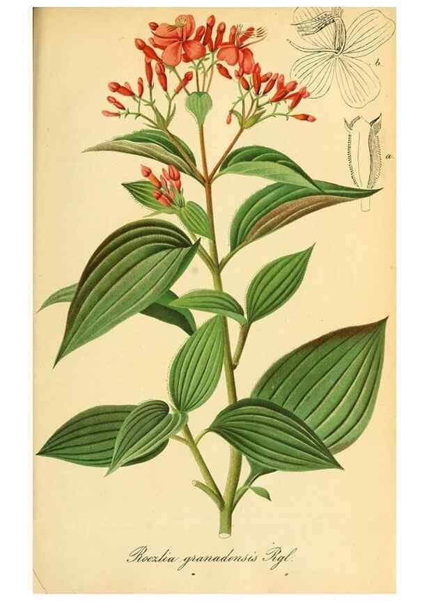 Reproducción/Reproduction 49701621443: Gartenflora.. Erlangen :F. Enke,1852-1940.. 