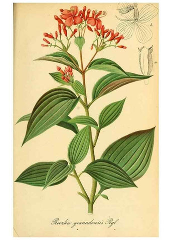Reproducción/Reproduction 49701621443: Gartenflora.. Erlangen :F. Enke,1852-1940.. 