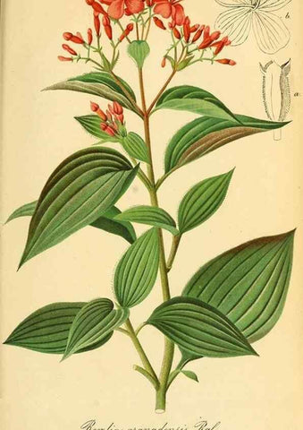 Reproducción/Reproduction 49701621443: Gartenflora.. Erlangen :F. Enke,1852-1940.. 