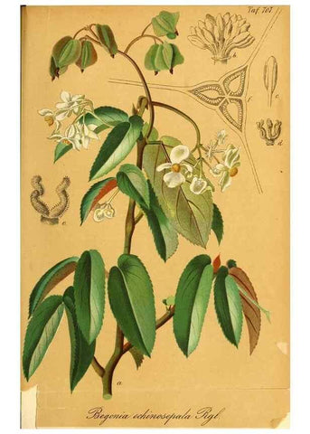 Reproducción/Reproduction 49701621693: Gartenflora.. Erlangen :F. Enke,1852-1940.. 