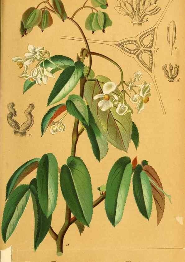 Reproducción/Reproduction 49701621693: Gartenflora.. Erlangen :F. Enke,1852-1940.. 