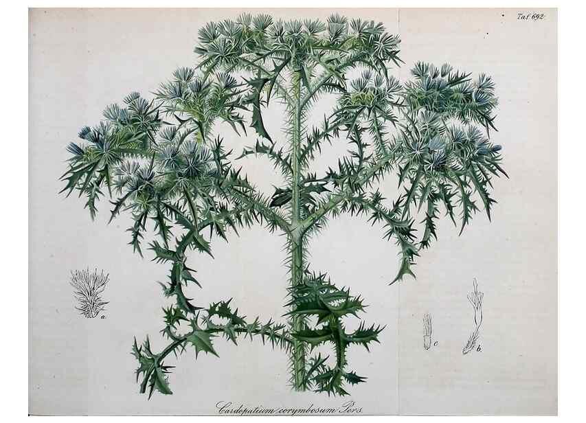 Reproducción/Reproduction 49702147876: Gartenflora.. Erlangen :F. Enke,1852-1940.. 