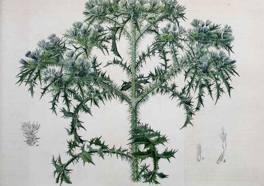 Reproducción/Reproduction 49702147876: Gartenflora.. Erlangen :F. Enke,1852-1940.. 