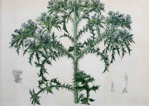 Reproducción/Reproduction 49702147876: Gartenflora.. Erlangen :F. Enke,1852-1940.. 