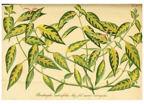 Reproducción/Reproduction 49701617678: Gartenflora.. Erlangen :F. Enke,1852-1940.. 