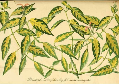 Reproducción/Reproduction 49701617678: Gartenflora.. Erlangen :F. Enke,1852-1940.. 
