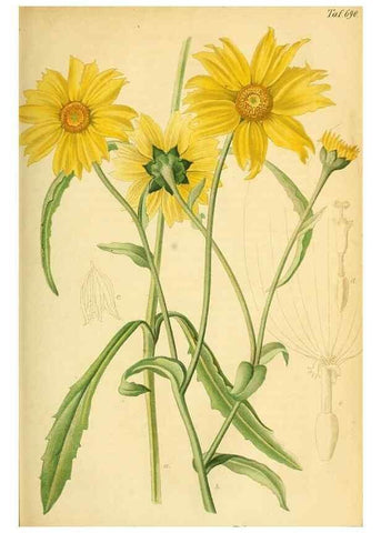 Reproducción/Reproduction 49702147386: Gartenflora.. Erlangen :F. Enke,1852-1940.. 