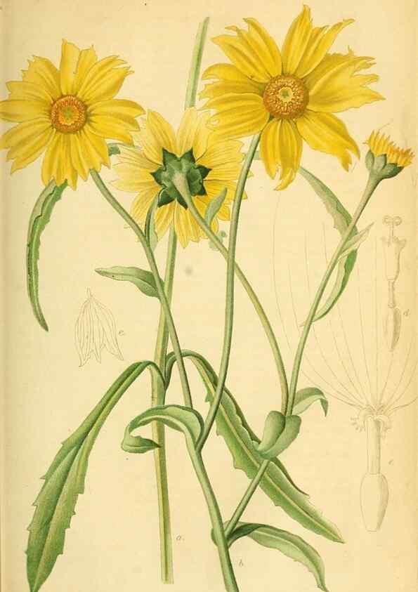 Reproducción/Reproduction 49702147386: Gartenflora.. Erlangen :F. Enke,1852-1940.. 