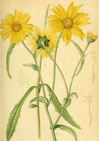 Reproducción/Reproduction 49702147386: Gartenflora.. Erlangen :F. Enke,1852-1940.. 