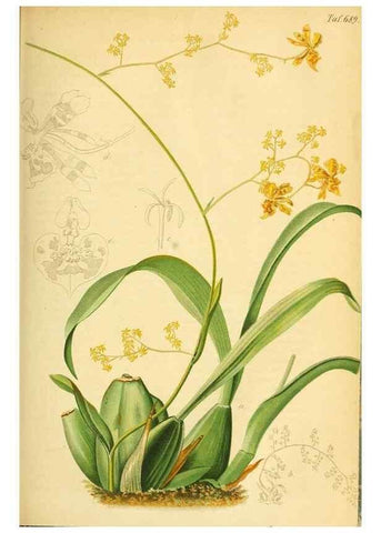 Reproducción/Reproduction 49701617268: Gartenflora.. Erlangen :F. Enke,1852-1940.. 