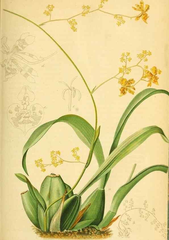 Reproducción/Reproduction 49701617268: Gartenflora.. Erlangen :F. Enke,1852-1940.. 