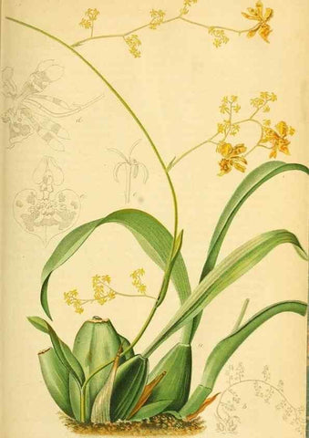 Reproducción/Reproduction 49701617268: Gartenflora.. Erlangen :F. Enke,1852-1940.. 