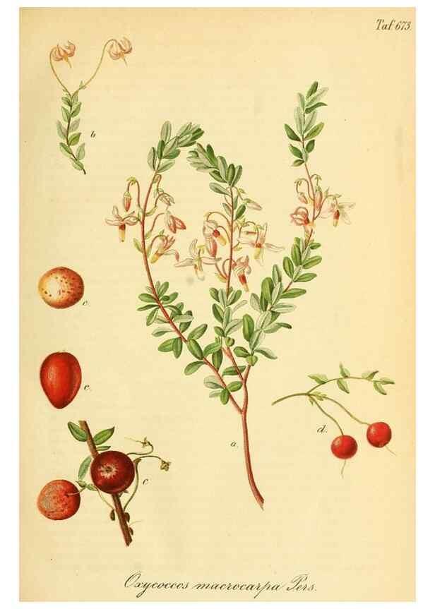 Reproducción/Reproduction 49702143281: Gartenflora.. Erlangen :F. Enke,1852-1940.. 